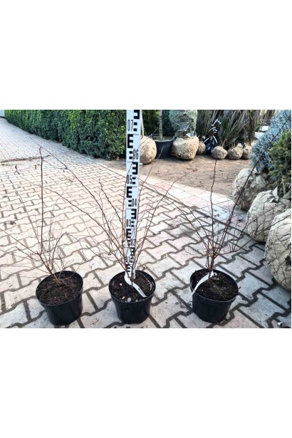 Спірея Вангутта - 5л/вис.55-70см/Ø30-50см